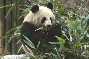 熊猫三大国宝之一