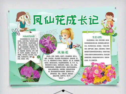 凤仙花植物知识手抄报图片素材psd分层格式下载其他大全