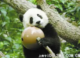 熊猫传奇
