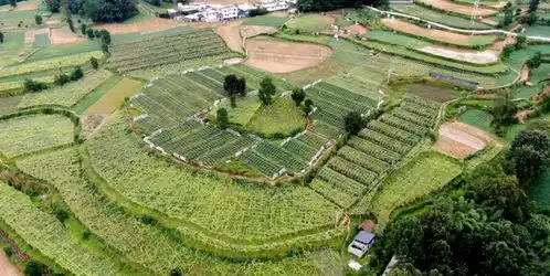 彭水县石柳乡脱贫攻坚纪实狠抓产业扶贫因地制宜发展特色农业凤凰网重庆