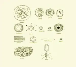 非细胞生物