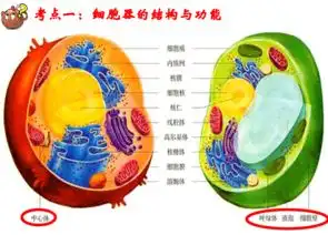江苏省南京市溧水区第三高级中学人教版高中生物必修一课件32细胞器生物膜系统共19张ppt