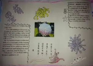 关于墨菊手抄报图片大全