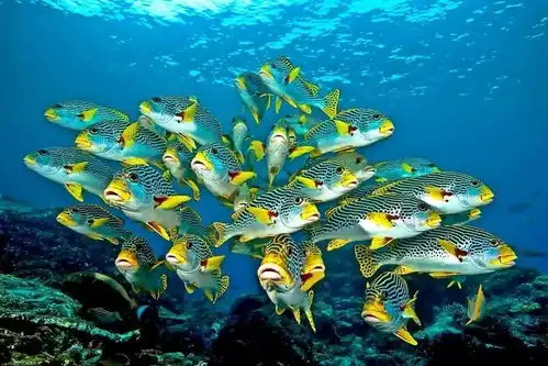 探秘海底世界,感受生命之美海底两万里