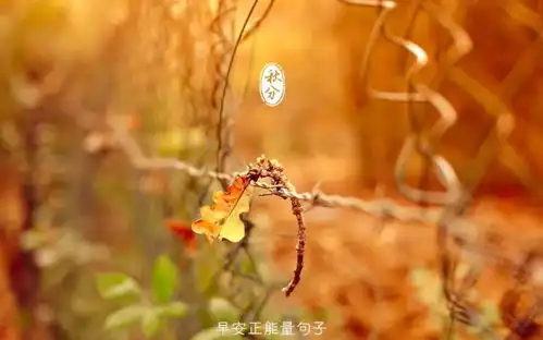 秋天早安心语优美的语句秋天的励志早安心语