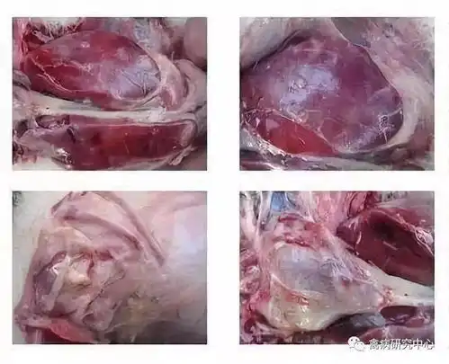 为什么鸭子日龄越大更容易上流感跟浆膜炎混感,导致它快速伤亡的原因是什么