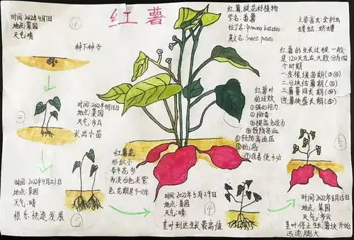 展播美丽中国,我是行动者2022年青少年自然笔记征集活动优秀作品第五期