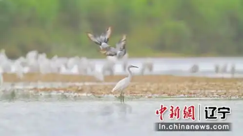 透过一张张大片儿感受沈阳经开区的非凡西引力
