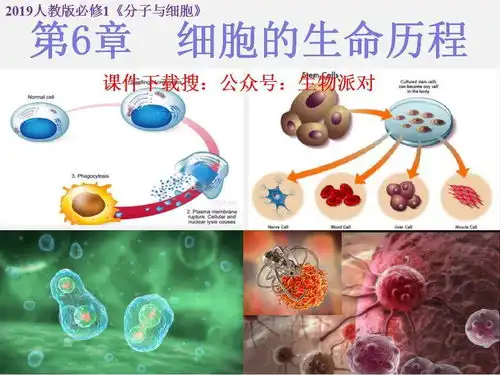 高中生物必修一好课件6.1细胞的增殖下载知乎