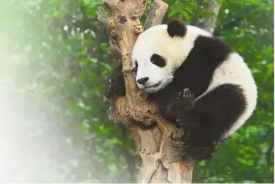 世界那么大,大熊猫宝宝也去看看记者观察