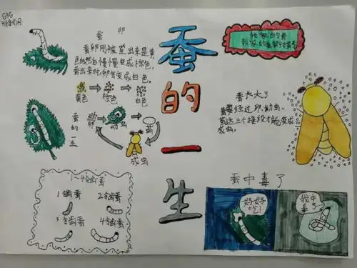 三年级养蚕活动报道