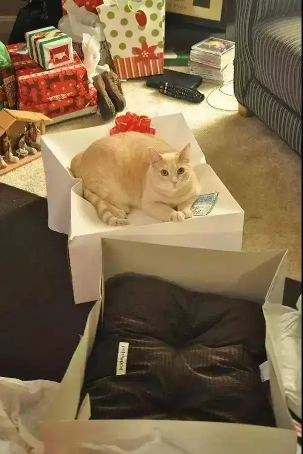 猫能有多渣怕你前任也比不上