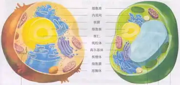 万物之源细胞