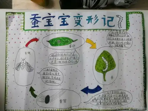 三年级养蚕活动报道
