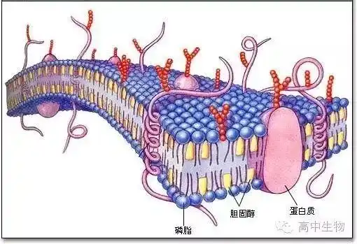 高中生物考试必备生物计算公式,还不收着