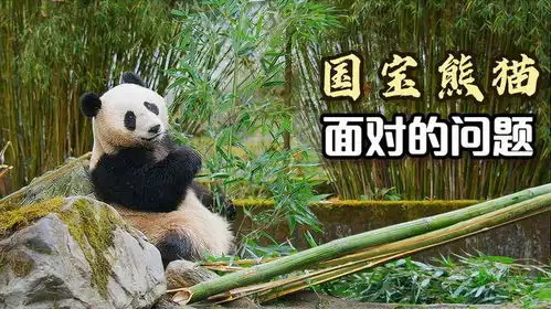 关于国宝大熊猫,保护计划虽然取得了巨大成功,但仍存在一个问题