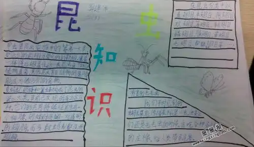 关于昆虫手抄报图片3张