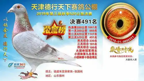黄金对之子诡道育龙巢鸽业