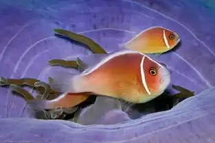 探秘海底世界,感受生命之美海底两万里