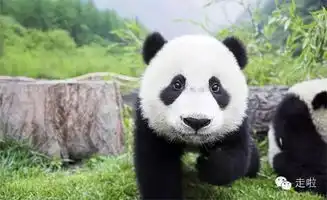 盘点国外10大萌蠢国宝动物,大熊猫完败