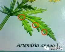 202320药用植物三邮票暗记
